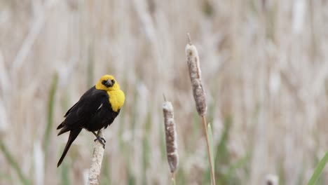 Select-focus-wetland-background:-Male-Yellow-headed-Blackbird-calls