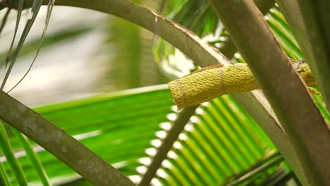 Brown-throated-sunbird-the-orange-bellied-flowerpecker-birds-take-turns-sucking-coconut-flowers