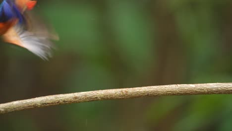 Ein-Blauohr-Eisvogel-Wurde-Beobachtet,-Wie-Er-Von-Einem-Ast-Glitt,-Um-Fische-Zu-Fangen,-Und-Dann-Zum-Ast-Zurückkehrte,-Jedoch-Ohne-Nahrung-Mitzubringen