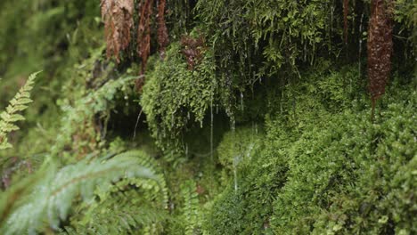 Water-dripping-down-from-moss-after-a-rainy-day-in-Rees-Dart-track,-New-Zealand