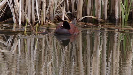 Male-Ruddy-Duck-floating-in-wetland-stows-blue-bill-under-wing-to-nap