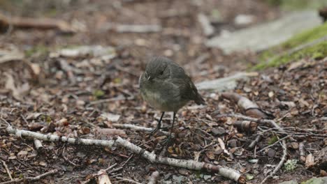 Detail-view-of-a-little-grey-bird-South-Island-Robin-in-Rees-Dart-track,-New-Zealand