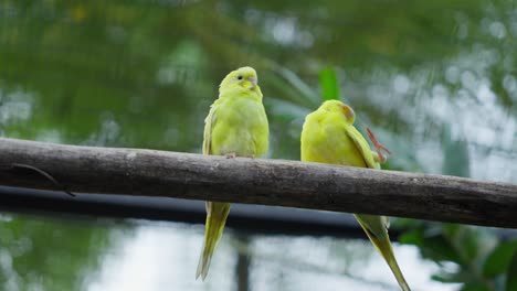 Pair-of-green-budgerigars-perched-on-a-log
