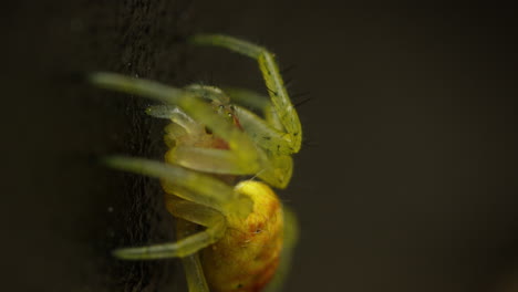 Cucumber-green-spider-sits-still-on-tree-trunk-looking-up,-macro-profile-shot