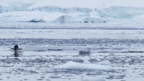 Pingüinos-Papúa-Saltando-Del-Agua-En-El-Mar-Del-Océano-Austral-Mientras-Nadan,-Fauna-Antártica-De-Increíble-Comportamiento-Animal-De-Pingüinos-En-La-Península-Antártica