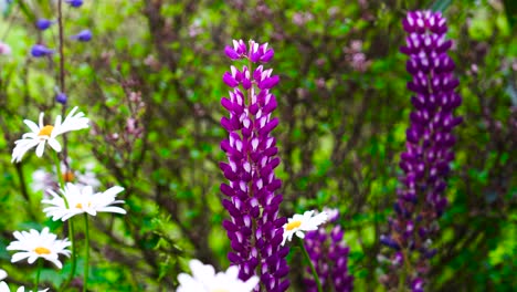 Großblättrige-Lupine-Mit-Violetter-Blüte-In-Der-Nähe-Von-Gänseblümchen-Auf-Einer-Wiese