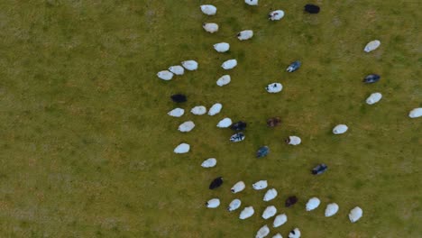 Top-down-shot-of-Icelandic-sheep-running-in-a-field