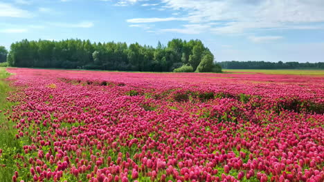 Field-of-blooming-crimson-clovers-on-windy-day