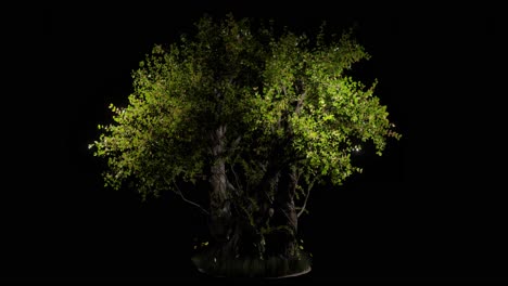 360-Rotating-3D-Elm-Tree-on-a-Black-Backgroun