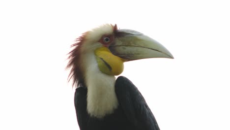 Wreathed-hornbill-or-Rhyticeros-undulatus