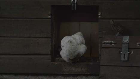 Swedish-Dwarf-Chicken-Hen-With-Her-Chicks-Entering-Wooden-Shed