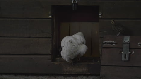 Gallina-Enana-Sueca-Con-Sus-Polluelos-Entrando-En-Un-Cobertizo-De-Madera