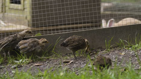 Porträt-Eines-Schwedischen-Zwerghuhns-Mit-Henne-Und-Küken-Auf-Einer-Viehfarm