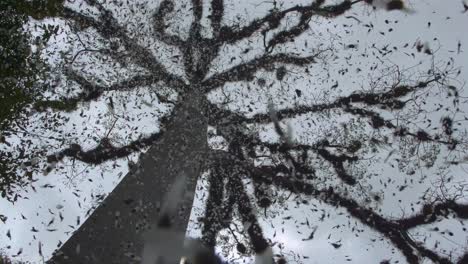 Petals-falling-in-slow-motion-from-a-Ceiba,-the-national-tree-of-Guatemala