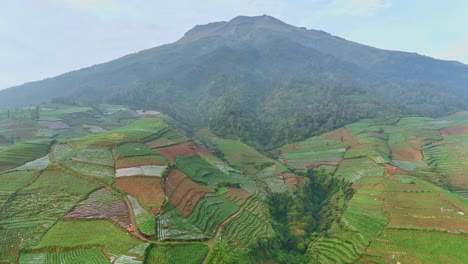 Drohnenansicht-Der-Tabakfeldlandschaft-Auf-Dem-Land-In-Indonesien