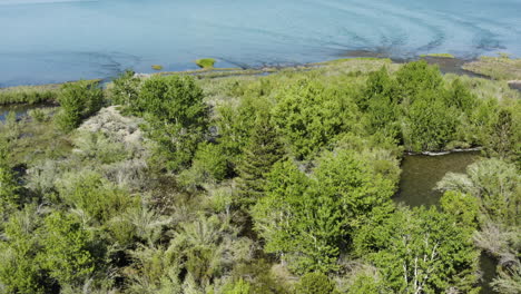 Drone-captures-summer-vegetation-foreground-at-Mono-Lake,-California