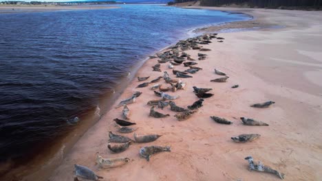 Aerial-view-of-a-colony-of-grey-seals-and-common-seals-resting-on-a-sandy-beach-with-gentle-waves-and-deep-blue-water,-showcasing-a-tranquil-coastal-scene