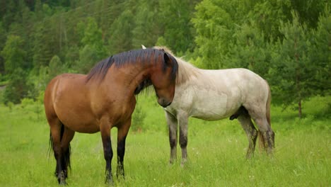 Lustige-Aufnahme-Mit-Zwei-Pferden,-Die-Auf-Dem-Gras-Spielen