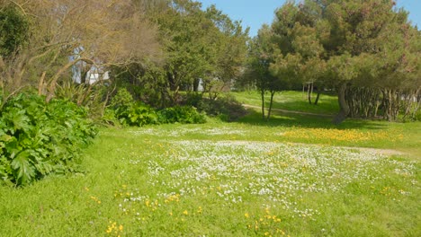 Green-summer-grass.-pan-shot.-Random-greenery