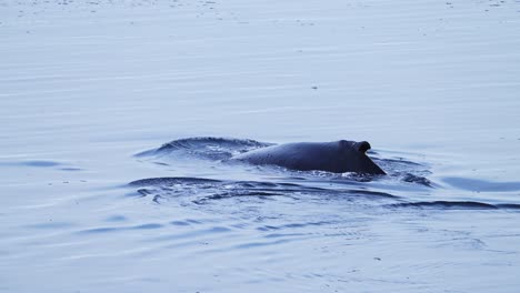 Buckelwale-In-Der-Antarktis,-Springen-Beim-Fressen-Mit-Einem-Blasennetz-Hervor,-Mutter-Und-Kalb-Pusten-Blasen-Und-Kommen-Beim-Schwimmen-An-Die-Oberfläche,-Tierwelt-Der-Antarktischen-Halbinsel-Im-Meerwasser-Des-Südpolarmeers