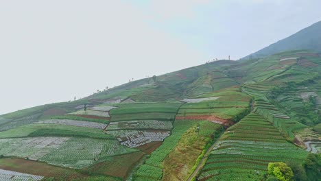 Aerial-view-of-tobacco-plantation-on-the-slope-of-Mt