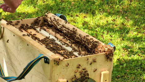 Una-Vista-De-Cerca-De-Una-Colmena-Que-Se-Abre,-Revelando-Una-Bulliciosa-Colonia-De-Abejas