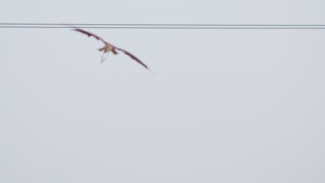 Un-águila-Marina-O-Un-águila-Pescadora-Se-Eleva-En-El-Cielo-Detrás-De-Cables-De-Telecomunicaciones-En-La-Naturaleza