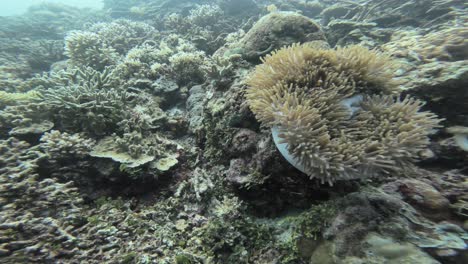 Ein-Clownfisch,-Der-Sich-Zwischen-Anemonen-Versteckt