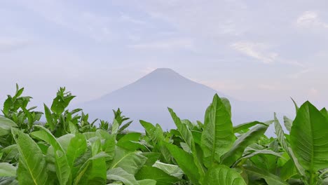 Tobacco-leaves-plantation-with-mountain-view-on-the-background