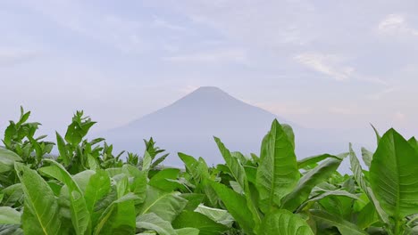 Plantación-De-Hojas-De-Tabaco-Con-Vistas-A-La-Montaña-Al-Fondo.