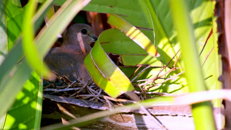 Senegal-dove-closeup-as-it-sits-on-nest-in-tree-between-green-foliage