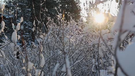 Un-Sutil-Movimiento-De-Cámara-A-Través-De-Finas-Ramas-Cubiertas-De-Nieve-Con-El-Sol-Asomando