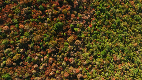 Top-down-drone-shot-over-dried-trees,-wildfire-risk,-summertime-in-South-Europe