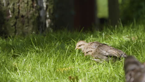 Futtersuche-Zwerghuhn-Küken-über-Frischem-Grünen-Gras