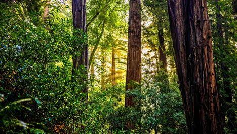 Static-shot-of-green-forest-with-glowing-rays-in-the-background