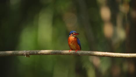 Un-Pájaro-Martín-Pescador-De-Orejas-Azules-Estaba-Defecando-Y-Luego-Se-Quedó-Quieto-En-Una-Rama