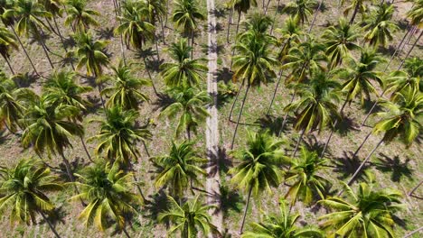 Drone-footage-advancing-over-a-coconut-plantation-and-revealing-the-beautiful-Gulf-of-Thailand-sea