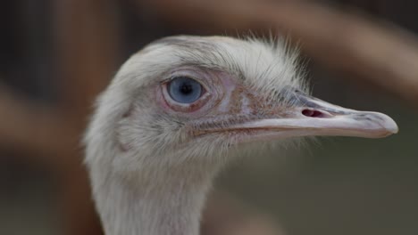 Kopf-Eines-Süßen-Weißen-Großen-Weißen-Nandu-Mit-Blauen-Augen