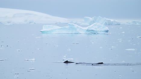 Humpback-Whales-in-Antarctica,-Antarctic-Peninsula-Marine-Wildlife,-Whale-Back-and-Dorsal-Fin-Surfacing-while-Swimming-in-by-Ice-in-Beautiful-Scenery-Blue-Ocean-Sea-Water-in-Marine-Conservation-Area
