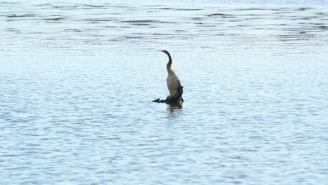 A-wild-Australasian-darter,-anhinga-novaehollandiae-perched-on-a-submerged-bare-tree-branch-in-the-middle-of-freshwater-lake,-preening-and-grooming-its-feathers-and-wondering-around-the-surroundings