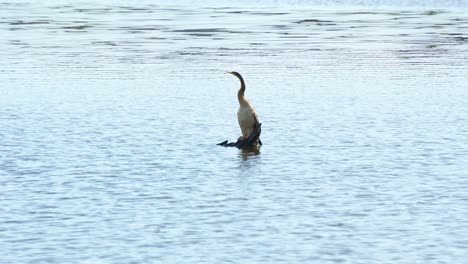 Un-Dardo-Salvaje-Australasiano,-Anhinga-Novaehollandiae,-Posado-Sobre-Una-Rama-De-árbol-Desnuda-Sumergida-En-Medio-De-Un-Lago-De-Agua-Dulce,-Acicalándose-Y-Arreglando-Sus-Plumas-Y-Paseando-Por-Los-Alrededores