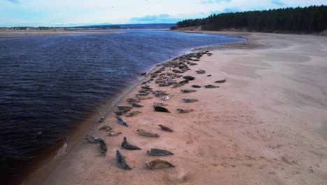 Aerial-view-capturing-a-serene-coastal-scene-unfolds,-featuring-a-colony-of-grey-and-common-seals-basking-on-a-sandy-beach-along-the-shoreline