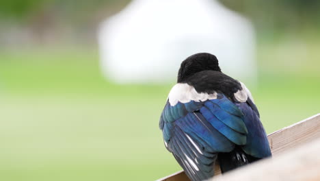 Baby-Magpie-Bird-On-Bokeh-Nature-Background