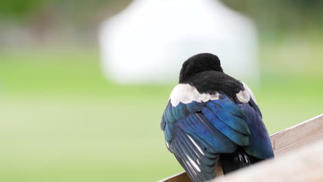 Pájaro-Urraca-Bebé-Sobre-Fondo-De-Naturaleza-Bokeh