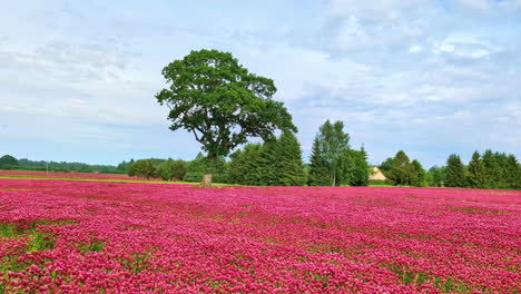 Campo-De-Flores-Rojas-De-Tréboles-Carmesí-Con-árboles-En-El-Fondo,-Vista-Panorámica