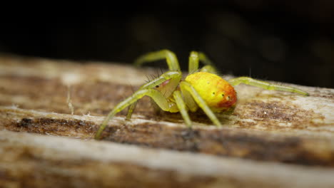 Macro-profile-shot-of-conspicuous-Cucumber-green-spider-Araniella-cucurbitina
