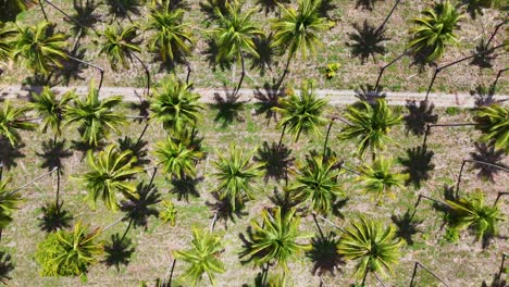 A-stunning-coconut-palm-plantation-viewed-from-above-by-a-drone