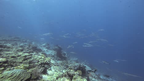 Ein-Schwarm-Barrakudas-Schwimmt-Langsam-über-Einem-Korallenriff-In-Raja-Ampat,-Indonesien