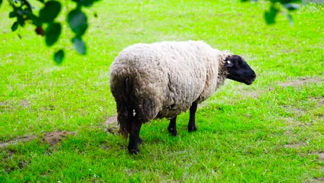 Lonely-sheep-eat-green-grass-with-tree-branch-in-foreground-move-in-light-breeze