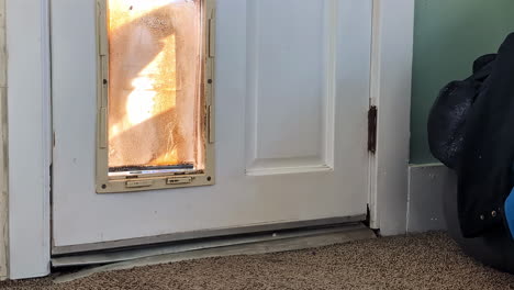 A-Siberian-Husky-dog-that-seems-to-want-to-enter-the-house-through-the-door-hole